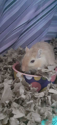 Pet Supply Store «Petco Animal Supplies», reviews and photos, 4950 S 76th St, Greenfield, WI 53220, USA