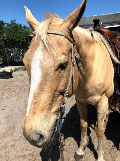Horseback Riding Service «Horseback Trail Rides», reviews and photos, 1020 Camp Rd, Cocoa, FL 32927, USA