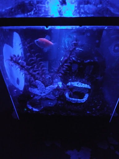 Pet Supply Store «Pet Supplies Plus», reviews and photos, 8703 W Grand River Ave, Brighton, MI 48116, USA