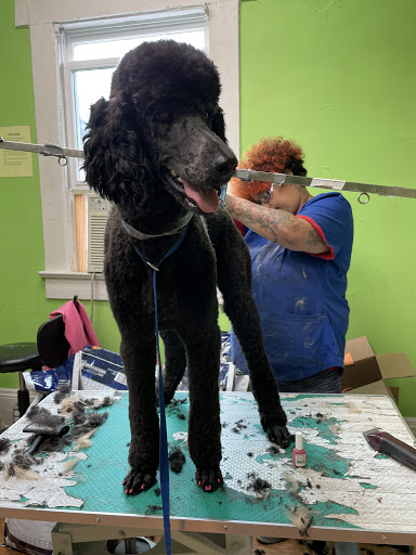 Pet Store «The Pet Set - Midtown», reviews and photos, 976 Piedmont Ave NE, Atlanta, GA 30309, USA