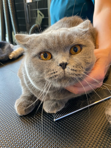 Pet Store «Healthy Pets Mountain West», reviews and photos, 2352 Fort Union Blvd, Cottonwood Heights, UT 84121, USA