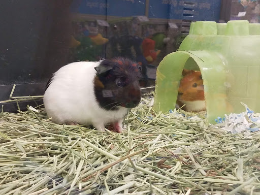 Pet Supply Store «PetSmart», reviews and photos, 131 Highlands Blvd Dr, Manchester, MO 63011, USA