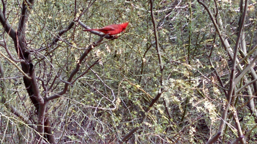 Park «Arizona Horse Lovers Park», reviews and photos, 19224 N Tatum Blvd, Phoenix, AZ 85050, USA