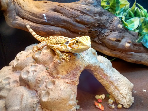 Pet Supply Store «PetSmart», reviews and photos, 3500 Ross Clark Cir, Dothan, AL 36303, USA