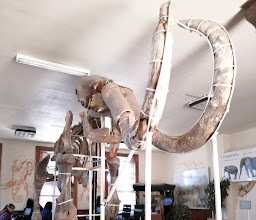 Museo del Mamut photo