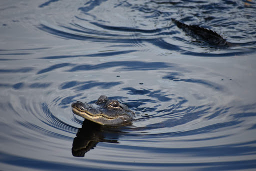 Campground «Savannas Recreation Area», reviews and photos, 1400 E Midway Rd, Fort Pierce, FL 34982, USA