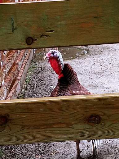 Zoo «Phillips Park Zoo», reviews and photos, 1000 Ray Moses Dr, Aurora, IL 60505, USA