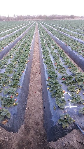 Golf Club «Rancho Maria Public Golf Course», reviews and photos, 1950 CA-1, Santa Maria, CA 93455, USA