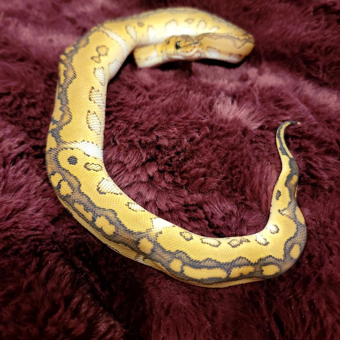 Texoma Exotics "ball pythons & rodent breeder"