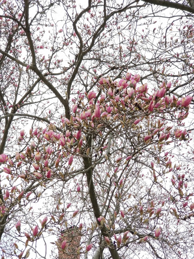 Park «Burnet Woods», reviews and photos, 3251 Brookline Ave, Cincinnati, OH 45220, USA