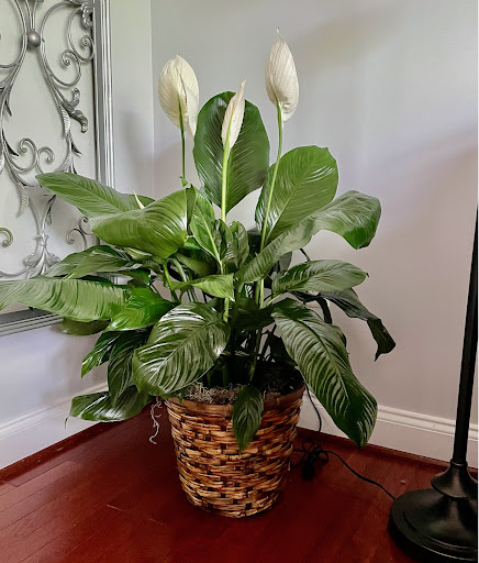 Florist «Country Florist», reviews and photos, 3040 Old Washington Rd, Waldorf, MD 20601, USA