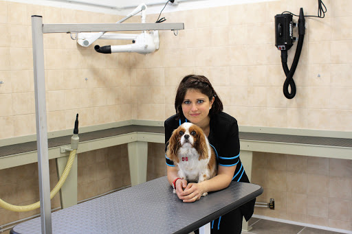 Pensioni per cani e dog hotel a Zampa e Sapone - Toelettatura per cani