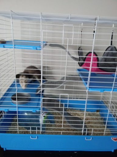 Pet Supply Store «Pet Supplies Plus», reviews and photos, 1268 N Eisenhower Dr, Beckley, WV 25801, USA