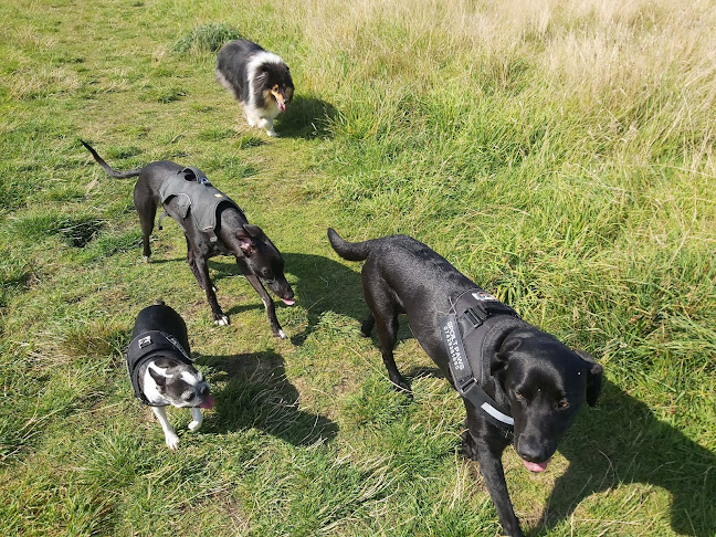 Reviews of Spoilt Paws Dog Walking in Edinburgh - Dog trainer