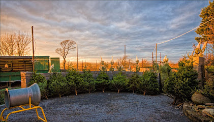 Old Farm Christmas Trees Waterford