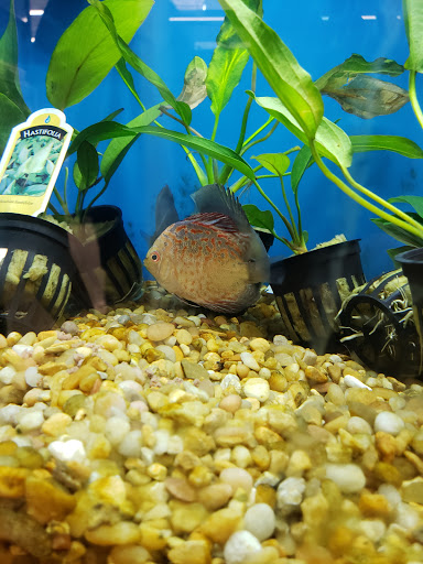 Pet Supply Store «Pet Supplies Plus», reviews and photos, 228 Gadsden Hwy, Birmingham, AL 35235, USA