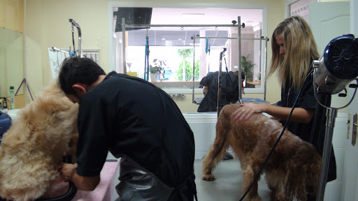 Escuela de peluquería canina en Madrid | ProCan ✂️