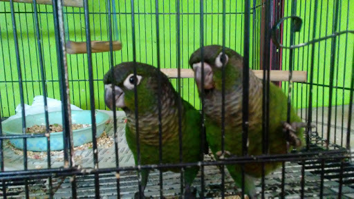 Pet Store «World Wide Pets», reviews and photos, 1307 Fayetteville Rd, Van Buren, AR 72956, USA