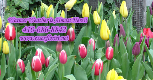 Florist «Essex Florist & Greenhouses», reviews and photos, 341 S Marlyn Ave, Essex, MD 21221, USA