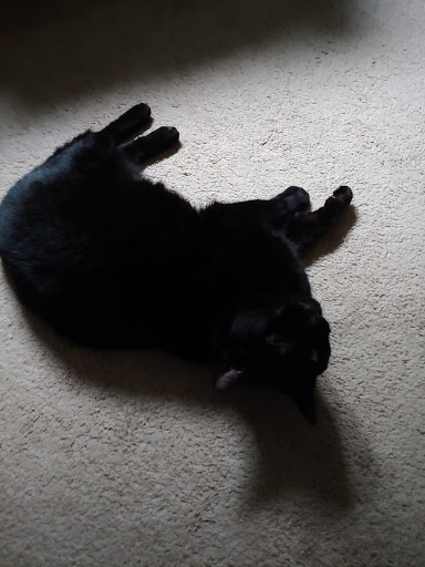 Pet Supply Store «Pet Supplies Plus», reviews and photos, 1791 W Columbia Ave, Battle Creek, MI 49015, USA