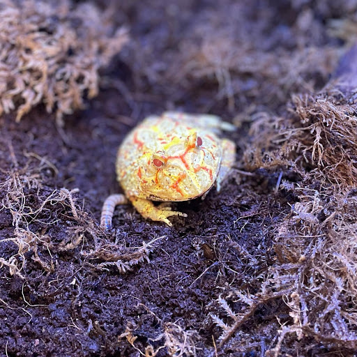 Pet Supply Store «North Tampa PET DEPOT», reviews and photos, 16033 Tampa Palms Blvd W, Tampa, FL 33647, USA