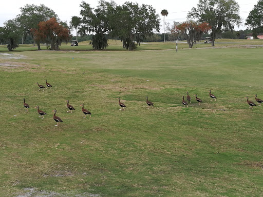 Golf Club «Moccasin Wallow Golf Club. The MOC Bar and Grill», reviews and photos, 9680 Buffalo Rd, Palmetto, FL 34221, USA