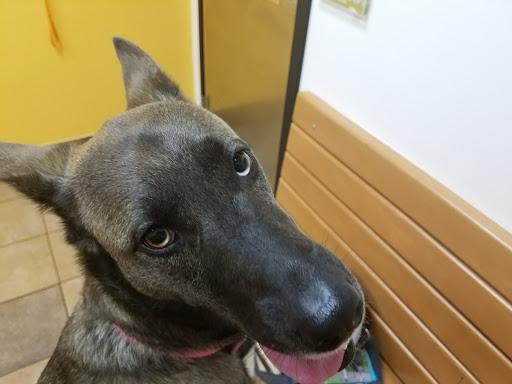 Pet Supply Store «PetSmart», reviews and photos, 534 US-441, Lady Lake, FL 32159, USA