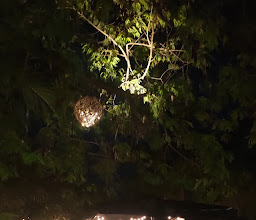 El Tigre y El Toro photo