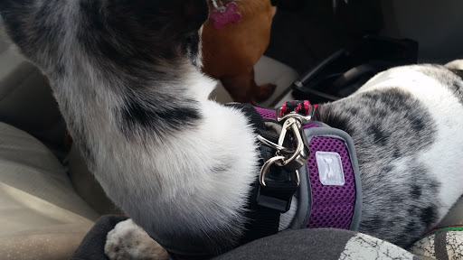 Pet Supply Store «Pet Food Express», reviews and photos, 5829 Lone Tree Way, Antioch, CA 94531, USA