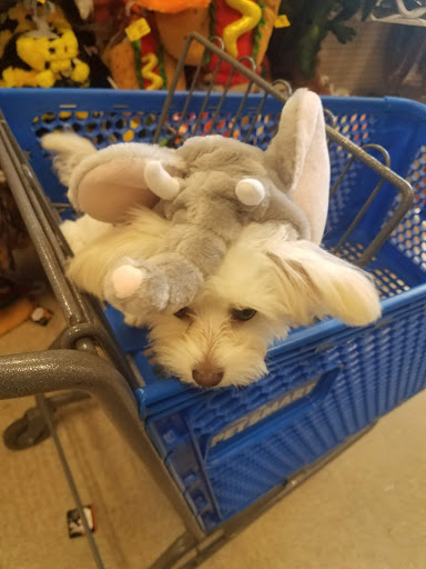 Pet Supply Store «PetSmart», reviews and photos, 11101 University Ave B, Clive, IA 50325, USA