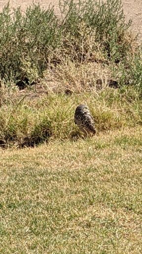 Golf Club «Coldwater Golf Club», reviews and photos, 100 N Clubhouse Dr, Avondale, AZ 85323, USA