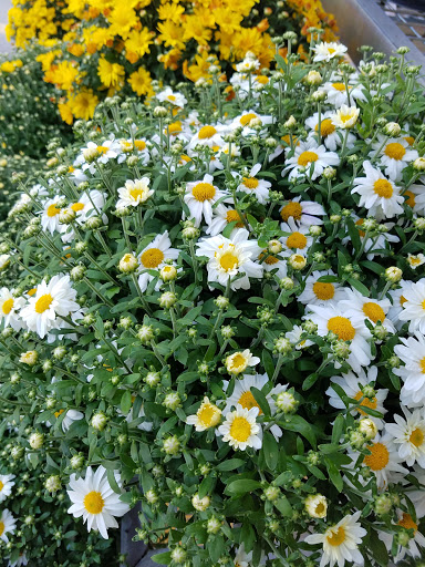 Home Improvement Store «The Home Depot», reviews and photos, 1600 Gadsden Hwy, Trussville, AL 35173, USA