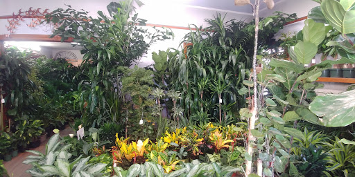 Florist «Plant Safari», reviews and photos, 653 N Central Ave, Upland, CA 91786, USA