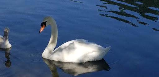 Country Club «Old Orchard Country Club», reviews and photos, 700 W Rand Rd, Mt Prospect, IL 60056, USA