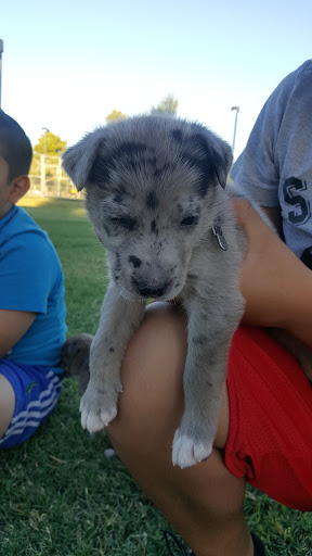 Park «El Oso Park», reviews and photos, 3451 N 75th Ave, Phoenix, AZ 85033, USA