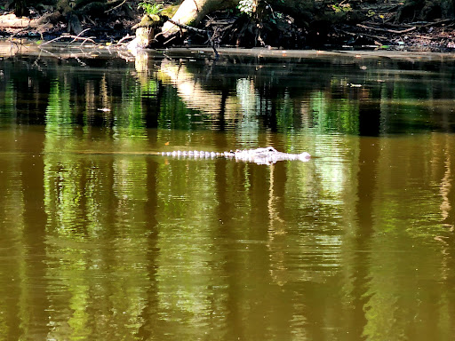 National Park «Congaree National Park», reviews and photos, 100 National Park Rd, Hopkins, SC 29061, USA