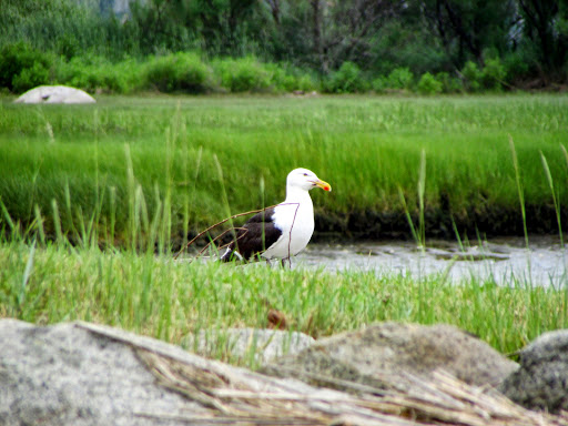 Campground «Cape Ann Camp Site», reviews and photos, 80 Atlantic St, Gloucester, MA 01930, USA