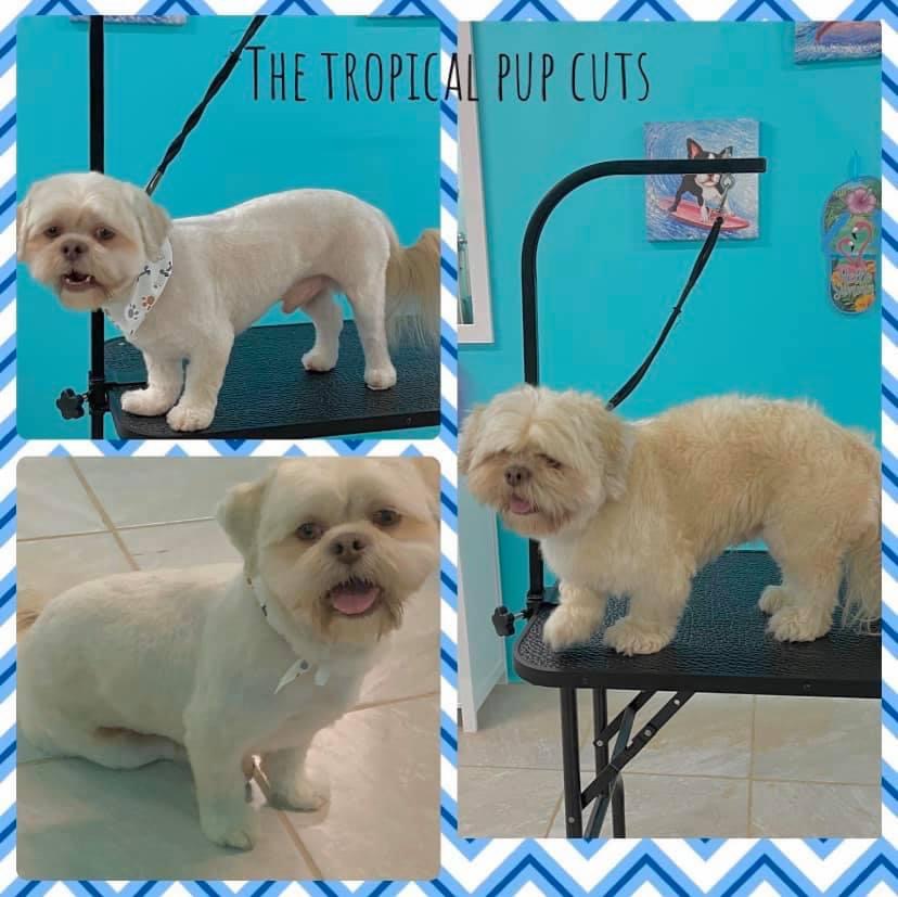 The tropical pup cuts