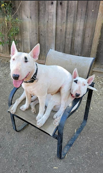 A Poochs' Paradise - Photo 7 - Car repair in San Martin, CA, Gilroy