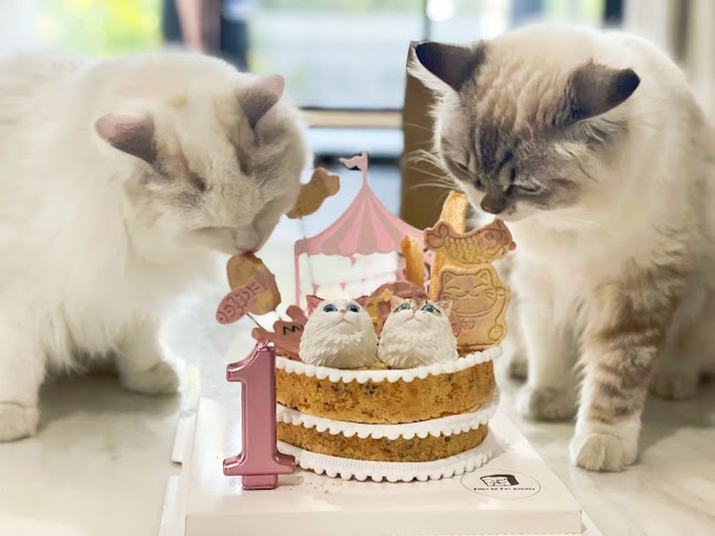 Reviews of Paws Up Pet Bakery in Hamilton - Shop