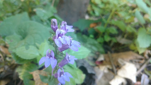 Nature Preserve «Maplewood Nature Center», reviews and photos, 2659 E 7th St, St Paul, MN 55119, USA