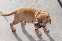 Bullies By Kash - Photo 3 - Car repair in Atlanta, GA, South Fulton