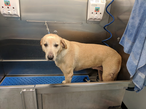 Pet Store «Dog Wash Etc», reviews and photos, 1037 Forest Ave, Portland, ME 04103, USA