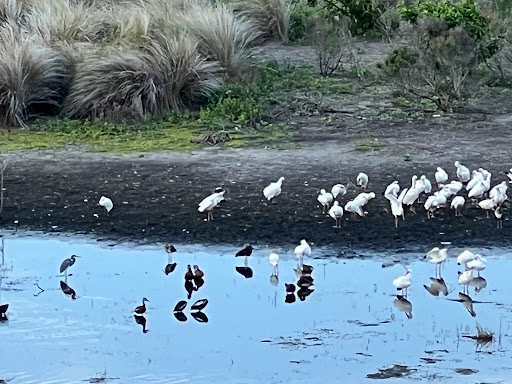 Nature Preserve «Cockroach Bay Aquatic Preserve», reviews and photos, 3839 Gulf City Rd, Ruskin, FL 33570, USA