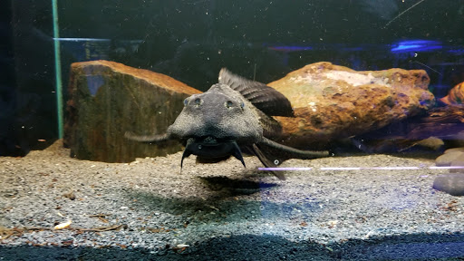 Pet Store «Fin-N-Feather», reviews and photos, 2931 F St, Eureka, CA 95501, USA