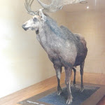 Photo n° 3 de l'avis de Isabelle.e fait le 24/06/2018 à 21:12 pour Musée National de Préhistoire à Les Eyzies