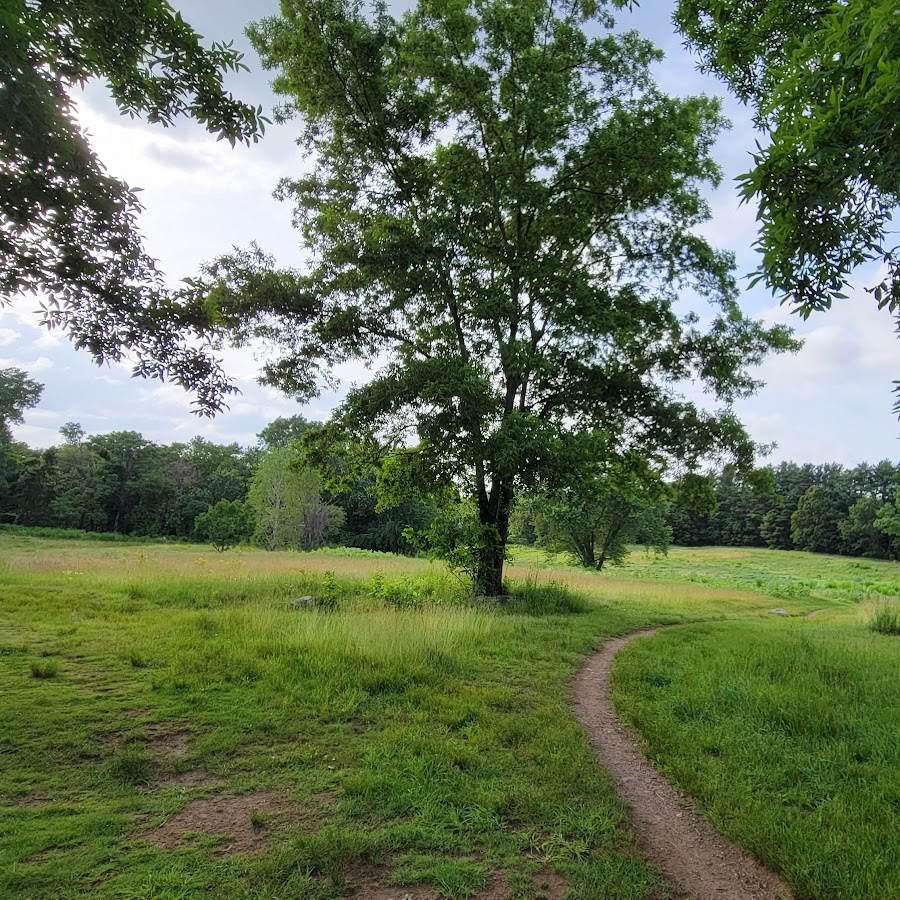 Lone Tree Hill