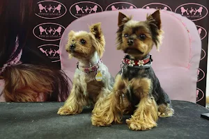 Hundesalon Beauty Dogs & Boutique image