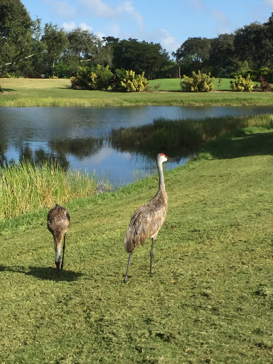 Golf Club «Village Golf Club», reviews and photos, 122 Country Club Dr, Royal Palm Beach, FL 33411, USA