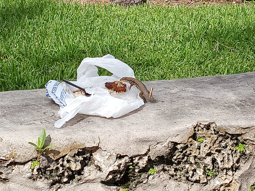 Park «Collins Park», reviews and photos, 2100 Collins Ave, Miami Beach, FL 33140, USA